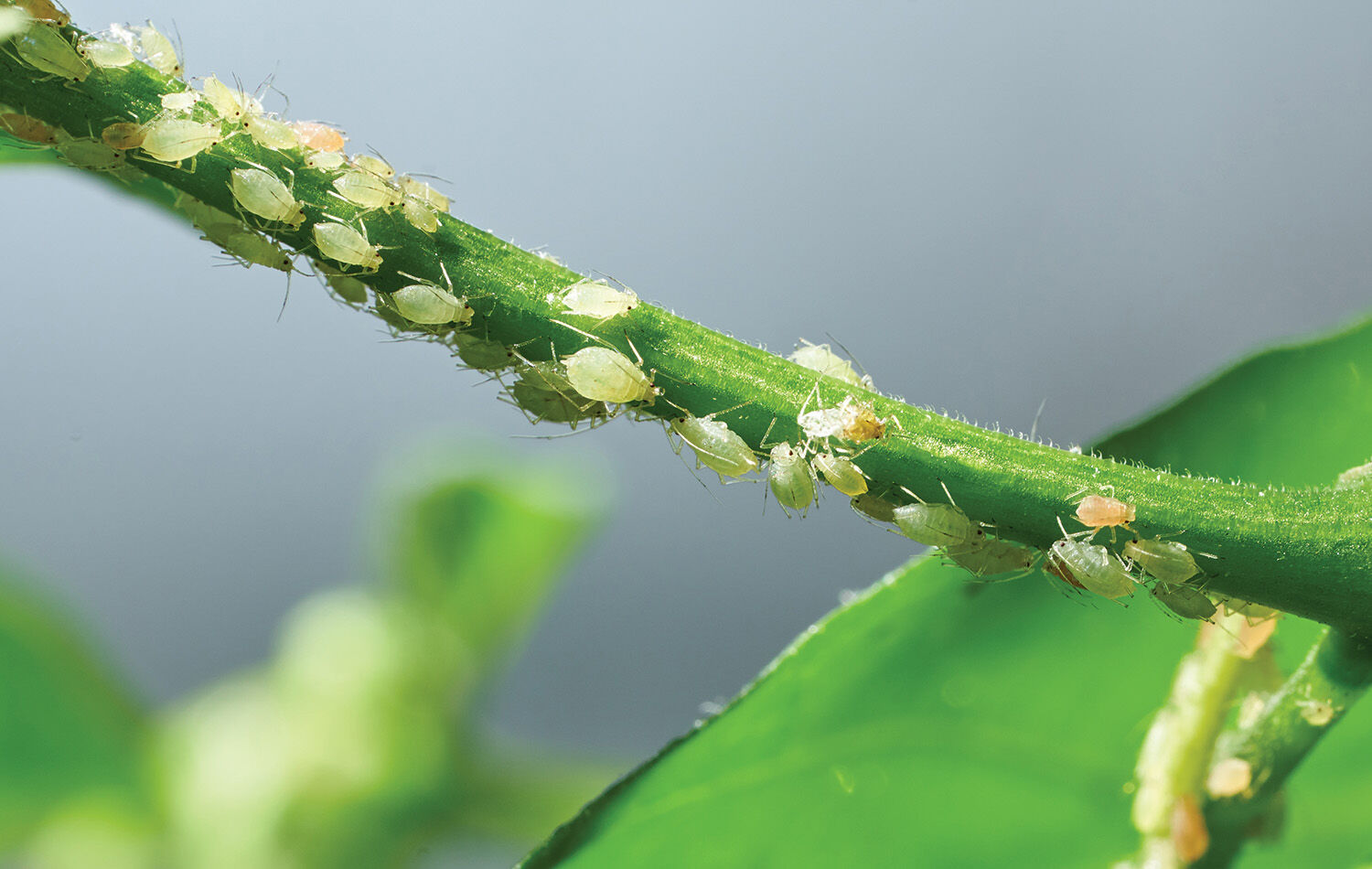 TP_0521_PestBug_Aphids.jpg